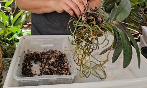 Trocando orquídea Phalaenopsis de vaso