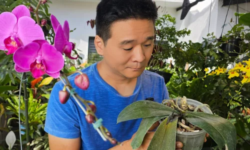 Observando orquídea Phalaenopsis com sintoma de doença.