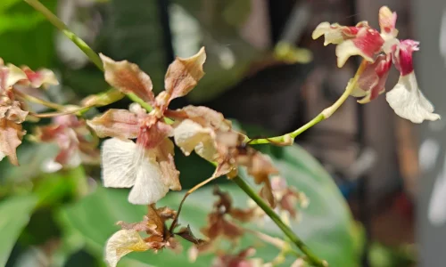 Flor de orquídea oncydium chocolate começando a secar
