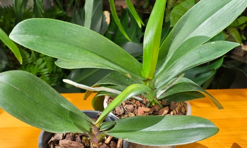 Orquídeas Phalaenopsis com folhas muito verdes e saudáveis, mas sem flores