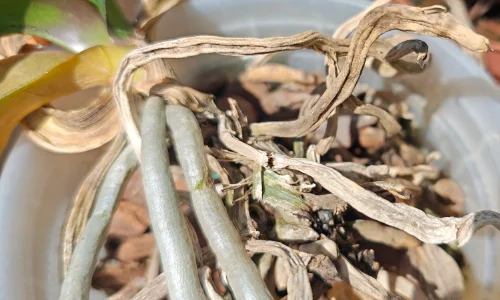 Raízes murchas e ressecadas de orquídeas Phalaenopsis
