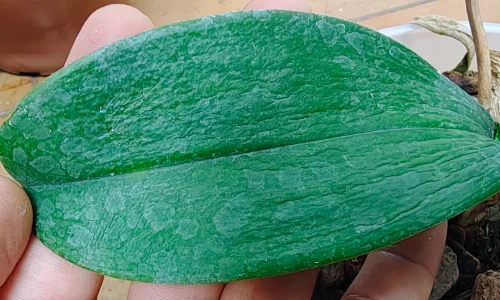 Folha enrugada de orquídea phalaenopsis indicando desidratação